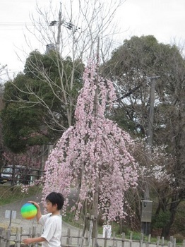 三滝桜・１.JPG