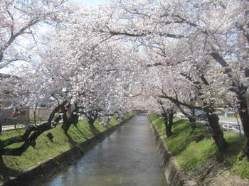 五条川の桜.JPG