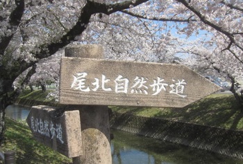 五条川の桜・道標.JPG