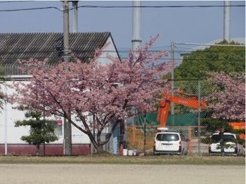 公園桜.JPG