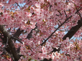 公園桜・２.JPG