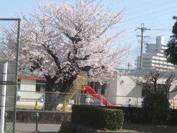 前の上の桜.JPG
