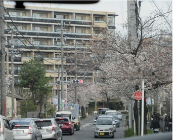 名古屋市桜並木.JPG