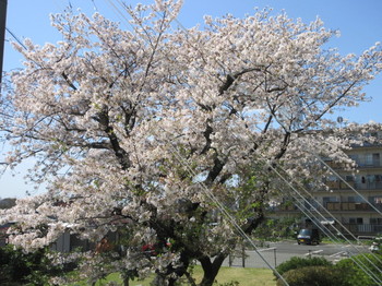 団地の桜.JPG