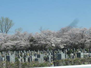 墓園と桜.JPG