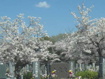 墓園と桜・１.JPG