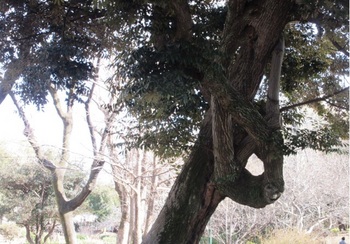 曲がった幹の樹.JPG