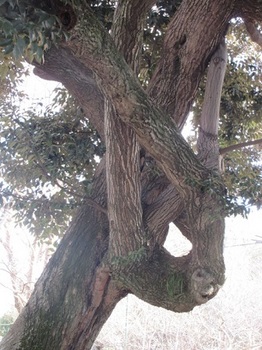 曲がった幹の樹・１.JPG