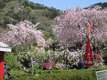 枝垂れ桜とハナモモ.JPG
