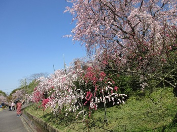 枝垂れ桜とハナモモ２.JPG