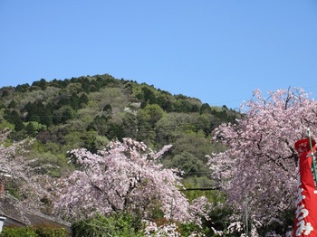 枝垂れ桜と東谷山.JPG