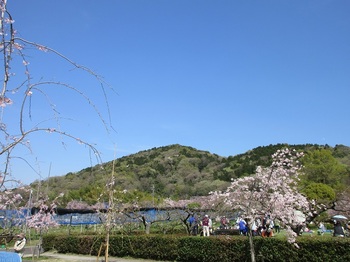 枝垂れ桜と東谷山１.JPG