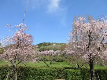 枝垂れ桜と東谷山３.JPG