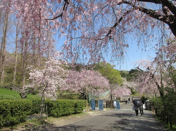 枝垂れ桜と正門前.JPG