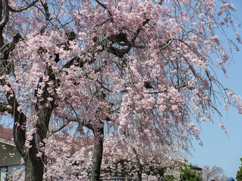 枝垂れ桜・入口１.JPG