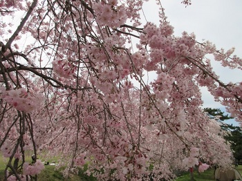 枝垂れ桜・６.JPG