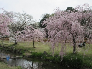 桜と小川.JPG