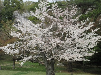 桜・１.JPG