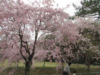 桜・２.JPG