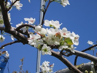梨の花・２.JPG