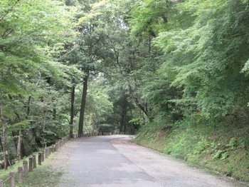 森林公園・道.JPG