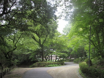 森林公園・道２.JPG