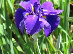 菖蒲・紫１.JPG