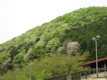 阿木川湖・山桜.JPG