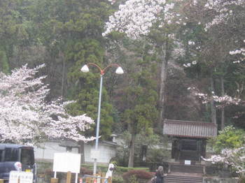 雲興寺桜・２.JPG