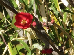 １・赤い花１.JPG