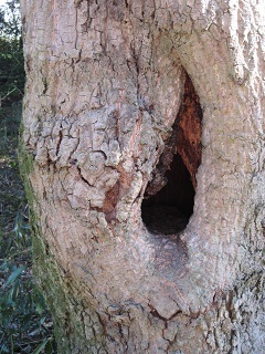５・木の穴.JPG